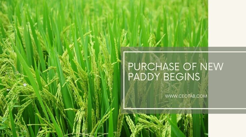 Purchase of new paddy begins