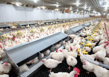 As economic woes deepen, poultry farmers face hardships in business
