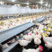 As economic woes deepen, poultry farmers face hardships in business