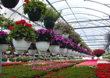Around 4 million flower garlands will be traded in upcoming Tihar: FAN