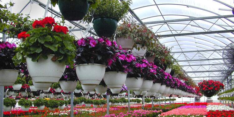 Around 4 million flower garlands will be traded in upcoming Tihar: FAN