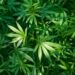Task Force for feasibility study on Marijuana cultivation