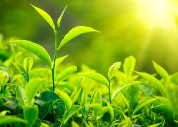 Tea worth Rs 1.5 billion exported in first four months of FY 2023/24