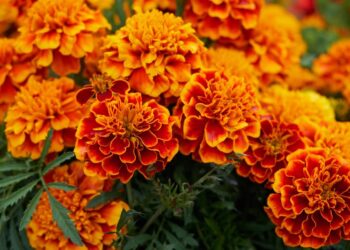 With Tihar just a week away, govt suspends import of Indian marigold garlands