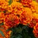 With Tihar just a week away, govt suspends import of Indian marigold garlands