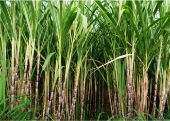 Govt delays payment of subsidies of Rs 520 million to sugarcane farmers