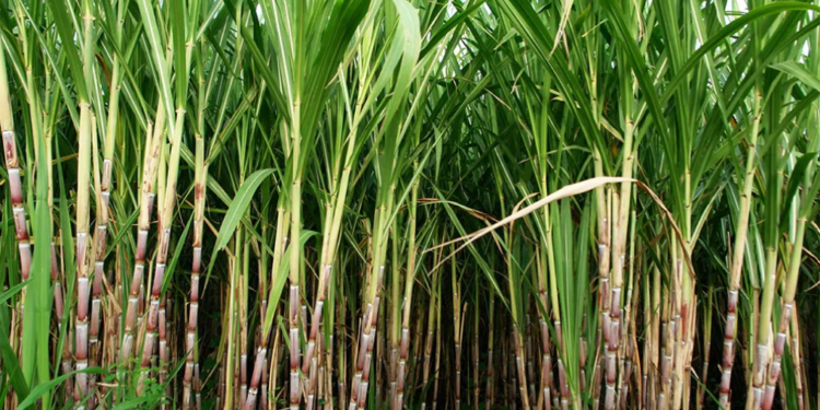 Govt delays payment of subsidies of Rs 520 million to sugarcane farmers