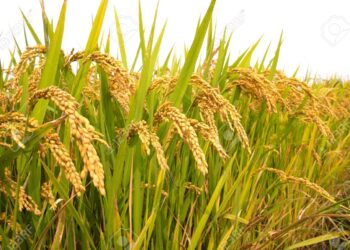 Nepal records highest quantity of paddy production this year