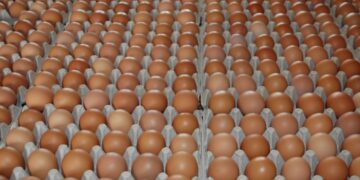 Egg prices hiked again within five days