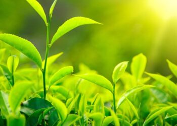 Government Working to Resolve Tea Export Issues with India: Industry Minister