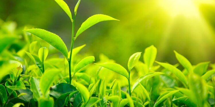 Government Working to Resolve Tea Export Issues with India: Industry Minister