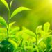 Government Working to Resolve Tea Export Issues with India: Industry Minister