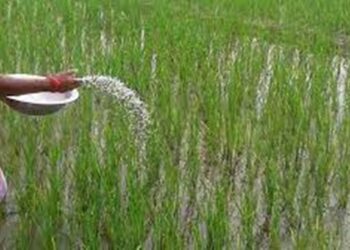 Nepal Imports Nearly Rs 50 Billion Worth of Fertilizers, Yet Farmers Face Shortages During Planting Season