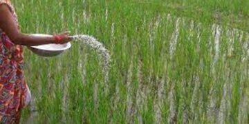 Nepal Imports Nearly Rs 50 Billion Worth of Fertilizers, Yet Farmers Face Shortages During Planting Season