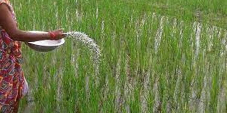 Nepal Imports Nearly Rs 50 Billion Worth of Fertilizers, Yet Farmers Face Shortages During Planting Season