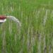 Nepal Imports Nearly Rs 50 Billion Worth of Fertilizers, Yet Farmers Face Shortages During Planting Season