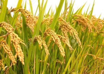 Government Urges Effective Implementation of Support Price for Spring Paddy