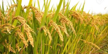 Government Urges Effective Implementation of Support Price for Spring Paddy
