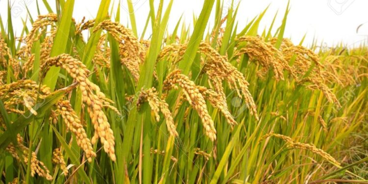 Government Urges Effective Implementation of Support Price for Spring Paddy