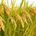 Government Urges Effective Implementation of Support Price for Spring Paddy