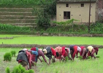 Delayed Monsoon Slows Paddy Plantation; Only 10 Percent of Rice Fields Planted Nationwide