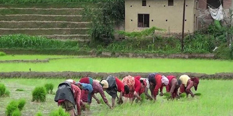 Delayed Monsoon Slows Paddy Plantation; Only 10 Percent of Rice Fields Planted Nationwide