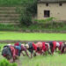 Delayed Monsoon Slows Paddy Plantation; Only 10 Percent of Rice Fields Planted Nationwide