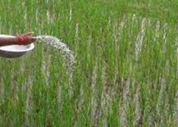 Nepal spends nearly Rs 50 billion on fertilizer imports, yet shortages persist during planting season