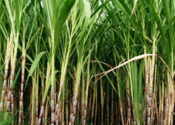 Government Claims 92% of Sugarcane Farmers’ Outstanding Dues Cleared
