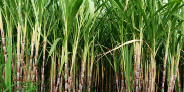 Government Claims 92% of Sugarcane Farmers’ Outstanding Dues Cleared