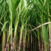 Government Claims 92% of Sugarcane Farmers’ Outstanding Dues Cleared