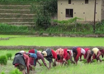 Paddy Plantation Reaches 85.72% Across Nepal as Monsoon Boosts Cultivation