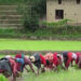 Paddy Plantation Reaches 85.72% Across Nepal as Monsoon Boosts Cultivation