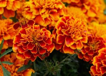 Tihar Flower Trade Expected to Reach Rs 645 Million