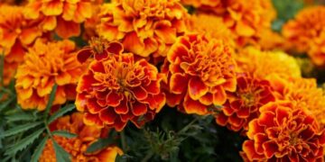 Tihar Flower Trade Expected to Reach Rs 645 Million