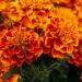 Tihar Flower Trade Expected to Reach Rs 645 Million