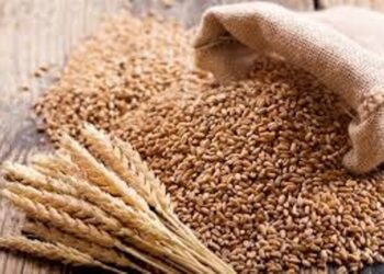 Nepal Imports Paddy and Rice Worth Rs 5.61 Billion in Two Months