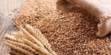Nepal Imports Paddy and Rice Worth Rs 5.61 Billion in Two Months